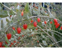 Goji - Lycium barbarum - Haie champetre  - Pepiniere Alsace - Vegetal Local Nord Est - Bio - Jardin forêt comestible - fruitier - permaculture