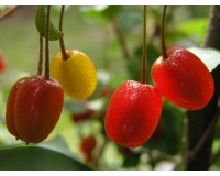 Goumi du Japon - Elaeagnus multiflora - Haie champetre  - Pepiniere Alsace - Vegetal Local Nord Est - Bio - Jardin forêt comestible - fruitier - permaculture