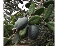 Goyavier du Brésil 'Apollo' - Feijoa sellowiana - Haie champetre  - Pepiniere Alsace - Vegetal Local Nord Est - Bio - Jardin forêt comestible - fruitier - permaculture
