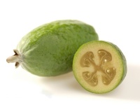 Goyavier du Brésil 'Coolridge' ou ‘Gemini’ - Feijoa sellowiana - Haie champetre  - Pepiniere Alsace - Vegetal Local Nord Est - Bio - Jardin forêt comestible - fruitier - permaculture