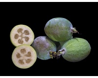 Goyavier du Brésil (variété commune) - Feijoa sellowiana  - Haie champetre  - Pepiniere Alsace - Vegetal Local Nord Est - Bio - Jardin forêt comestible - fruitier - permaculture