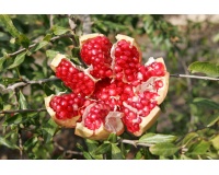 Grenadier 'Mollar de Elche' - Punica granatum - Haie champetre  - Pepiniere Alsace - Vegetal Local Nord Est - Bio - Jardin forêt comestible - fruitier - permaculture