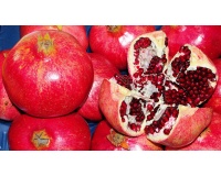 Grenadier 'Fina Tendral' - Punica granatum - Haie champetre  - Pepiniere Alsace - Vegetal Local Nord Est - Bio - Jardin forêt comestible - fruitier - permaculture