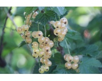 Groseillier à grappes 'Blanches de Versailles' - Ribes sativum - Haie champetre  - Pepiniere Alsace - Vegetal Local Nord Est - Bio - Jardin forêt comestible - fruitier - permaculture