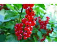 Groseillier à grappes 'Rolan' - Ribes rubrum - Haie champetre  - Pepiniere Alsace - Vegetal Local Nord Est - Bio - Jardin forêt comestible - fruitier - permaculture