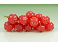 Groseillier à grappes 'Rouges de Versailles' - Ribes rubrum - Haie champetre  - Pepiniere Alsace - Vegetal Local Nord Est - Bio - Jardin forêt comestible - fruitier - permaculture
