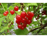 groseillier_a_grappes_rovada_-_ribes_rubrum_-_pepiniere_alsace_vegetal_local_bio_-_fruits