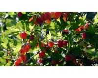 Groseillier à maquereau 'Hinnonmaki rouge' - Ribes uva-crispa  - Haie champetre  - Pepiniere Alsace - Vegetal Local Nord Est - Bio - Jardin forêt comestible - fruitier - permaculture