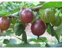 Groseillier à maquereau 'Rouge succulente' - Ribes uva-crispa  - Haie champetre  - Pepiniere Alsace - Vegetal Local Nord Est - Bio - Jardin forêt comestible - fruitier - permaculture