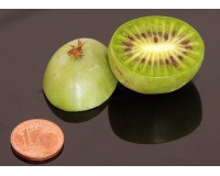 Kiwaï 'Maki' - Actinidia arguta - Haie champetre  - Pepiniere Alsace - Vegetal Local Nord Est - Bio - Jardin forêt comestible - fruitier - permaculture