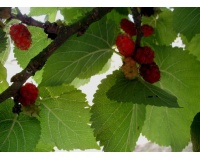 Mûrier rouge 'Illinois Everbearing' - Morus rubra - Haie champetre  - Pepiniere Alsace - Vegetal Local Nord Est - Bio - Jardin forêt comestible - fruitier - permaculture