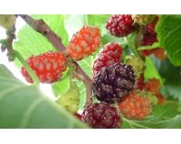 Mûrier noir - Morus nigra - Haie champetre  - Pepiniere Alsace - Vegetal Local Nord Est - Bio - Jardin forêt comestible - fruitier - permaculture