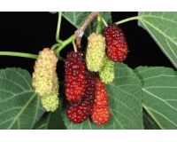 Mûrier rouge - Morus rubra - Haie champetre  - Pepiniere Alsace - Vegetal Local Nord Est - Bio - Jardin forêt comestible - fruitier - permaculture
