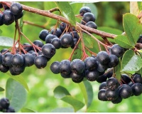 aronie_a_feuille_de_prunier_Nero_aronia_prunifolia_Nero_Haie champetre  - Pepiniere Alsace - Vegetal Local Nord Est- Bio - Jardin forêt comestible - fruitier - permaculture