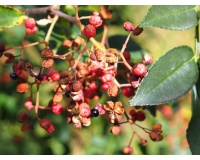 Poivre du Sichuan - Zanthoxylum simulans - Haie champetre  - Pepiniere Alsace - Vegetal Local Nord Est - Bio - Jardin forêt comestible - fruitier - permaculture