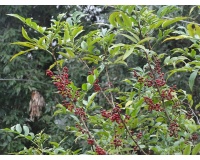 Poivre du Timut - Zanthoxylum armatum - Haie champetre  - Pepiniere Alsace - Vegetal Local Nord Est - Bio - Jardin forêt comestible - fruitier - permaculture