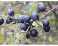 Prunellier - Prunus spinosa - Haie champetre  - Pepiniere Alsace - Vegetal Local Nord Est - Bio - Jardin forêt comestible - fruitier - permaculture