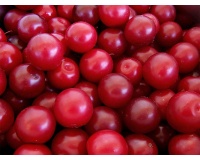 Prunier myrobolan - Prunus cerasifera myrobolana - Haie champetre  - Pepiniere Alsace - Vegetal Local Nord Est - Bio - Jardin forêt comestible - fruitier - permaculture