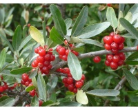 Shépherdie argentée - Shepherdia argentea - Haie champetre  - Pepiniere Alsace - Vegetal Local Nord Est - Bio - Jardin forêt comestible - fruitier - permaculture