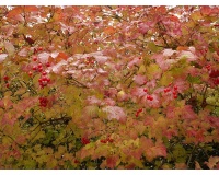 Viorne obier - Viburnum opulus - Haie champetre  - Pepiniere Alsace - Vegetal Local Nord Est - Bio - Jardin forêt comestible - fruitier - permaculture