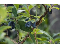 Chèvrefeuille comestible – Baie de mai ‘Kamtchatika’ - Lonicera kamtchatika - Haie champetre  - Pepiniere Alsace - Vegetal Local Nord Est - Bio - Jardin forêt comestible - fruitier - permaculture