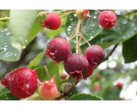 Amelanchier_du_Canada - Haie champetre  - Pepiniere Alsace - Vegetal Local Nord Est- Bio - Jardin forêt comestible - fruitier - permaculture