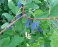 Chèvrefeuille comestible – Baie de mai ‘Kalinka’ - Lonicera kamtchatika - Haie champetre  - Pepiniere Alsace - Vegetal Local Nord Est - Bio - Jardin forêt comestible - fruitier - permaculture