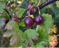 Groseillier à maquereau 'Rouge Freedonia' (sans épine) - Ribes uva-crispa  - Haie champetre  - Pepiniere Alsace - Vegetal Local Nord Est - Bio - Jardin forêt comestible - fruitier - permaculture
