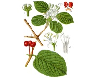 Camérisier à balai - Lonicera xylosteum - Haie champetre  - Pepiniere Alsace - Vegetal Local Nord Est - Bio - Jardin forêt comestible - fruitier - permaculture