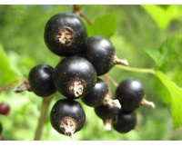 Cassissier ‘Arno’ - Ribes nigrum - Haie champetre  - Pepiniere Alsace - Vegetal Local Nord Est - Bio - Jardin forêt comestible - fruitier - permaculture