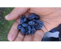 Chèvrefeuille comestible – Baie de mai ‘Redwood’ - Lonicera caerulea  - Haie champetre  - Pepiniere Alsace - Vegetal Local Nord Est - Bio - Jardin forêt comestible - fruitier - permaculture