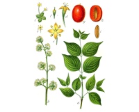 Cornouiller mâle - Cornus mas - Haie champetre  - Pepiniere Alsace - Vegetal Local Nord Est - Bio - Jardin forêt comestible - fruitier - permaculture