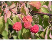Cornouiller de Chine - Cornus kousa chinensis - Haie champetre  - Pepiniere Alsace - Vegetal Local Nord Est - Bio - Jardin forêt comestible - fruitier - permaculture