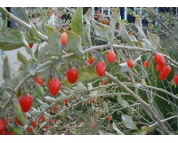 Goji - Lycium barbarum - Haie champetre  - Pepiniere Alsace - Vegetal Local Nord Est - Bio - Jardin forêt comestible - fruitier - permaculture
