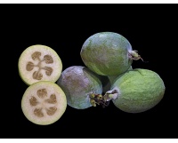 Goyavier du Brésil (variété commune) - Feijoa sellowiana  - Haie champetre  - Pepiniere Alsace - Vegetal Local Nord Est - Bio - Jardin forêt comestible - fruitier - permaculture