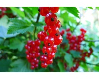 Groseillier à grappes 'Rolan' - Ribes rubrum - Haie champetre  - Pepiniere Alsace - Vegetal Local Nord Est - Bio - Jardin forêt comestible - fruitier - permaculture