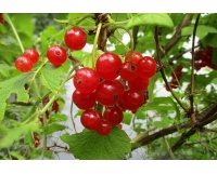 groseillier_a_grappes_rovada_-_ribes_rubrum_-_pepiniere_alsace_vegetal_local_bio_-_fruits
