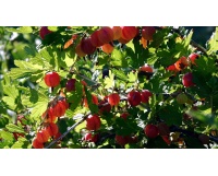 Groseillier à maquereau 'Hinnonmaki rouge' - Ribes uva-crispa  - Haie champetre  - Pepiniere Alsace - Vegetal Local Nord Est - Bio - Jardin forêt comestible - fruitier - permaculture
