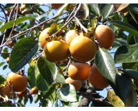 kaki_-_plaqueminier_-_diospyros_kaki_-_pepiniere_alsace_vegetal_local_bio_-_fruits_et_feuilles