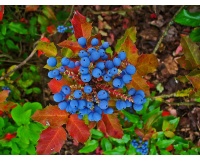 Mahonia à feuilles de houx - Berberis aquifolium - Haie champetre  - Pepiniere Alsace - Vegetal Local Nord Est - Bio - Jardin forêt comestible - fruitier - permaculture