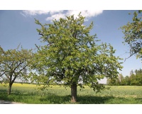 Merisier - Prunus avium - Haie champetre  - Pepiniere Alsace - Vegetal Local Nord Est - Bio - Jardin forêt comestible - fruitier - permaculture