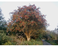 Sorbier des oiseleurs - Sorbus aucuparia - Haie champetre  - Pepiniere Alsace - Vegetal Local Nord Est - Bio - Jardin forêt comestible - fruitier - permaculture
