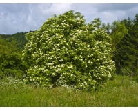 Sureau noir - Sambucus nigra - Haie champetre  - Pepiniere Alsace - Vegetal Local Nord Est - Bio - Jardin forêt comestible - fruitier - permaculture