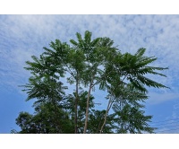 Arbre-salade-acajou-de-chine_Toona_sinensis - Haie champetre  - Pepiniere Alsace - Vegetal Local Nord Est- Bio - Jardin forêt comestible - fruitier - permaculture