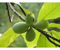 Asiminier greffé Prima 1216 - Asiminia triloba ‘Prima 1216’ - Haie champetre  - Pepiniere Alsace - Vegetal Local Nord Est - Bio - Jardin forêt comestible - fruitier - permaculture