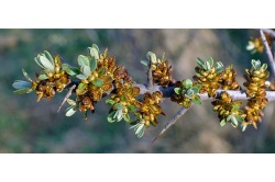 Argousier_male_pollmix_hippophae_rhamnoides_Haie champetre  - Pepiniere Alsace - Vegetal Local Nord Est- Bio - Jardin forêt comestible - fruitier - permaculture