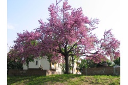 arbre-de-judee_Cercis_siliquastrum - Haie champetre  - Pepiniere Alsace - Vegetal Local Nord Est- Bio - Jardin forêt comestible - fruitier - permaculture