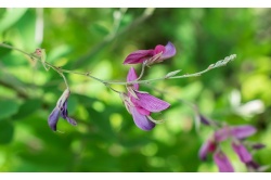 Lespedeza bicolore - Lespedeza bicolor - Haie champetre  - Pepiniere Alsace - Vegetal Local Nord Est - Bio - Jardin forêt comestible - fruitier - permaculture