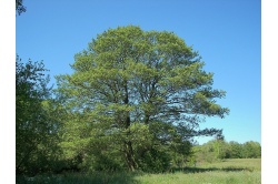 Aulne glutineux - Alnus glutinosa  - Haie champetre  - Pepiniere Alsace - Vegetal Local Nord Est - Bio - Jardin forêt comestible - fruitier - permaculture