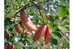 Baguenaudier - Colutea arborescens - Haie champetre  - Pepiniere Alsace - Vegetal Local Nord Est - Bio - Jardin forêt comestible - fruitier - permaculture